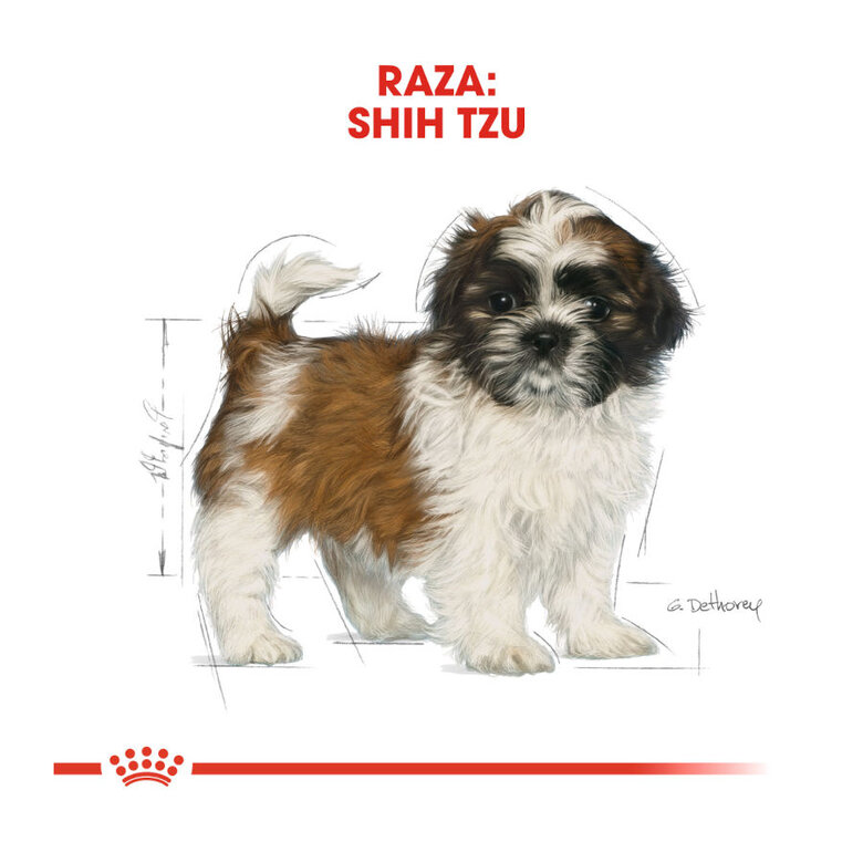 Royal Canin Puppy Shih Tzu ração para cães, , large image number null